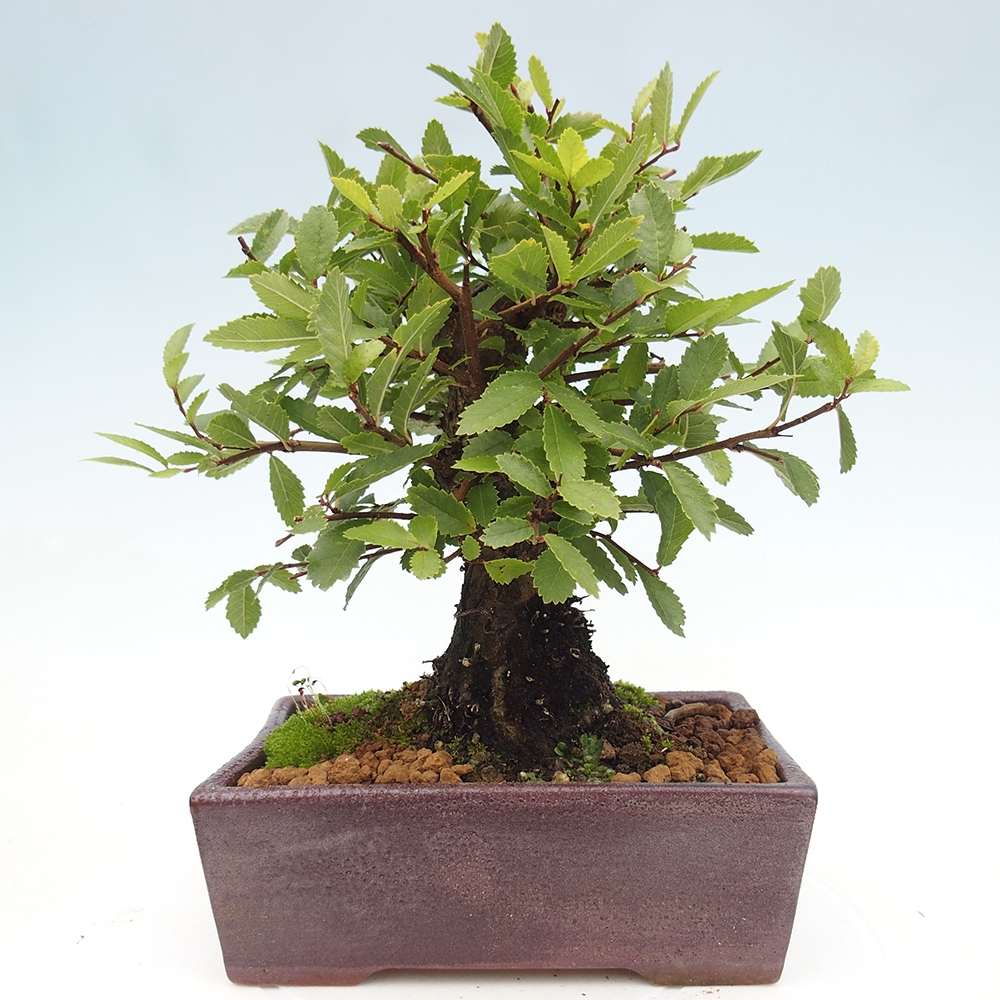 Vonkajšie bonsaje - Zelkova - Zelkova NIRE