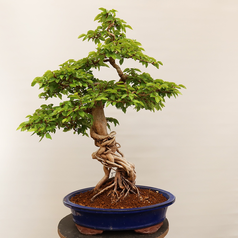 Vonkajší bonsai -Carpinus Coreana - Hrab kórejský