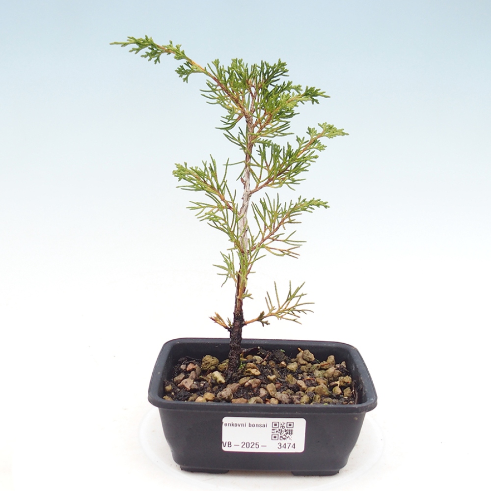 Vonkajší bonsaj - Juniperus chinensis Itoigawa