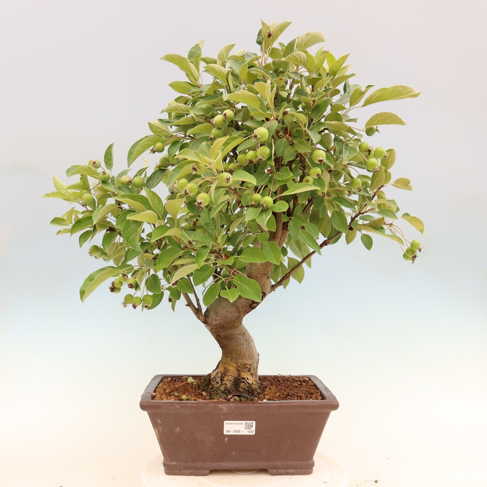 Vonkajšia bonsaj -Malus halliana - Malokvetá jabloň