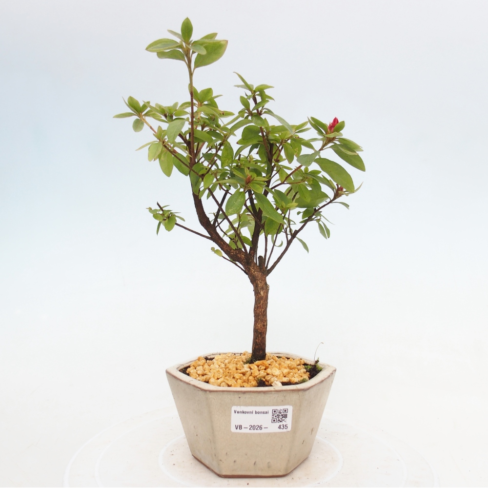 Vonkajšie bonsaje - Japonská azalka - Azalea sp.