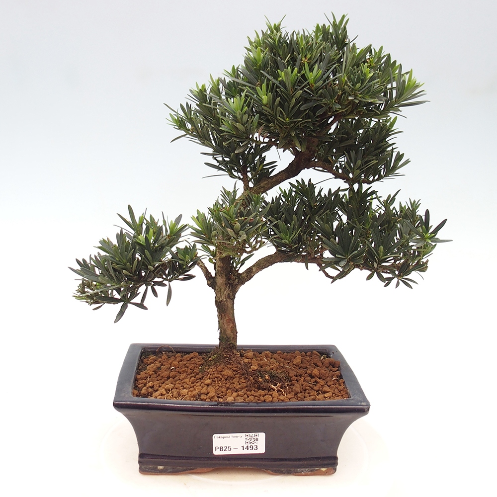 Izbová bonsai - Podocarpus - Kamenný tis