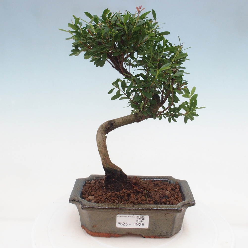 Izbová bonsai - Syzygium - pimentovníka