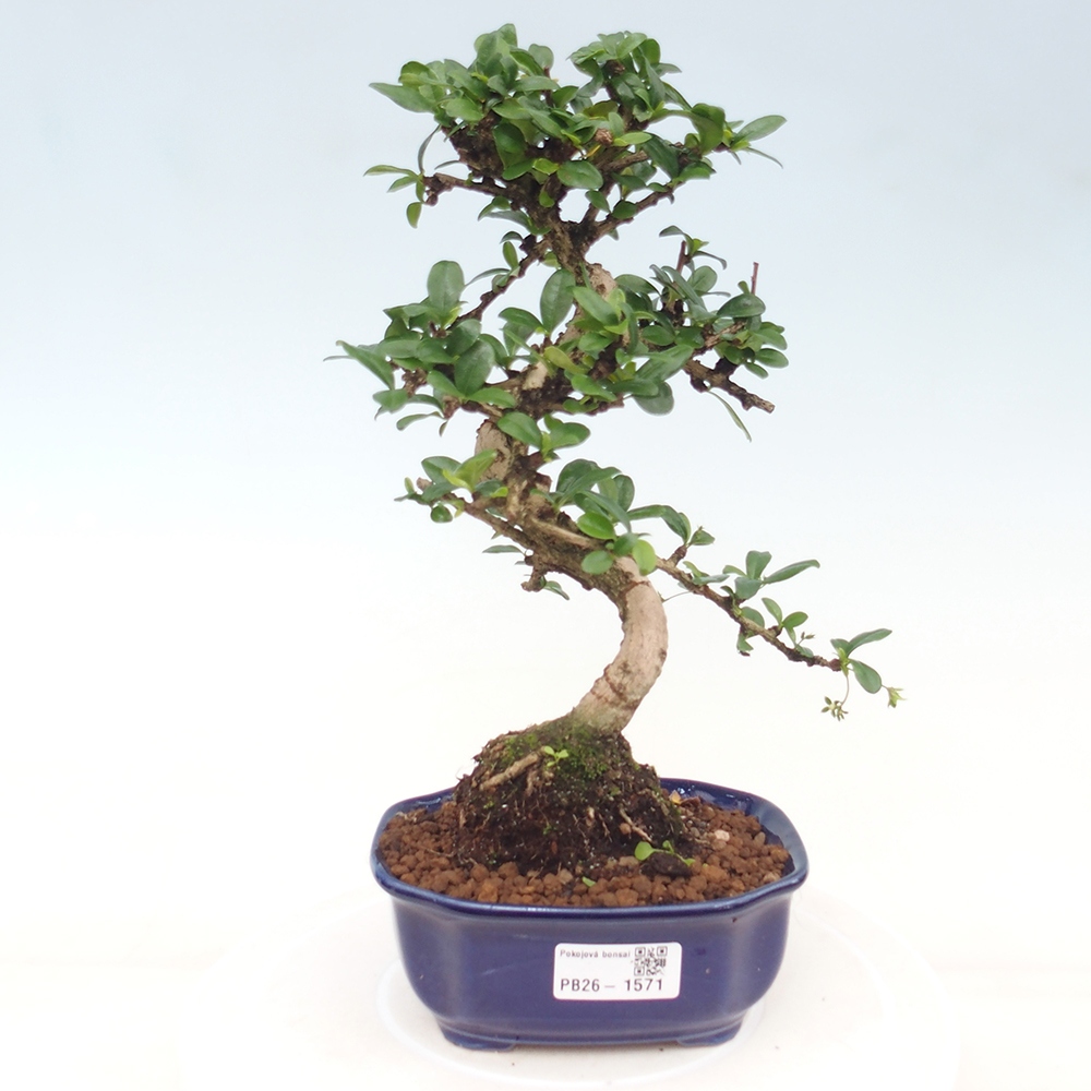Izbové bonsaje - Carmona macrophylla - Tea fuki