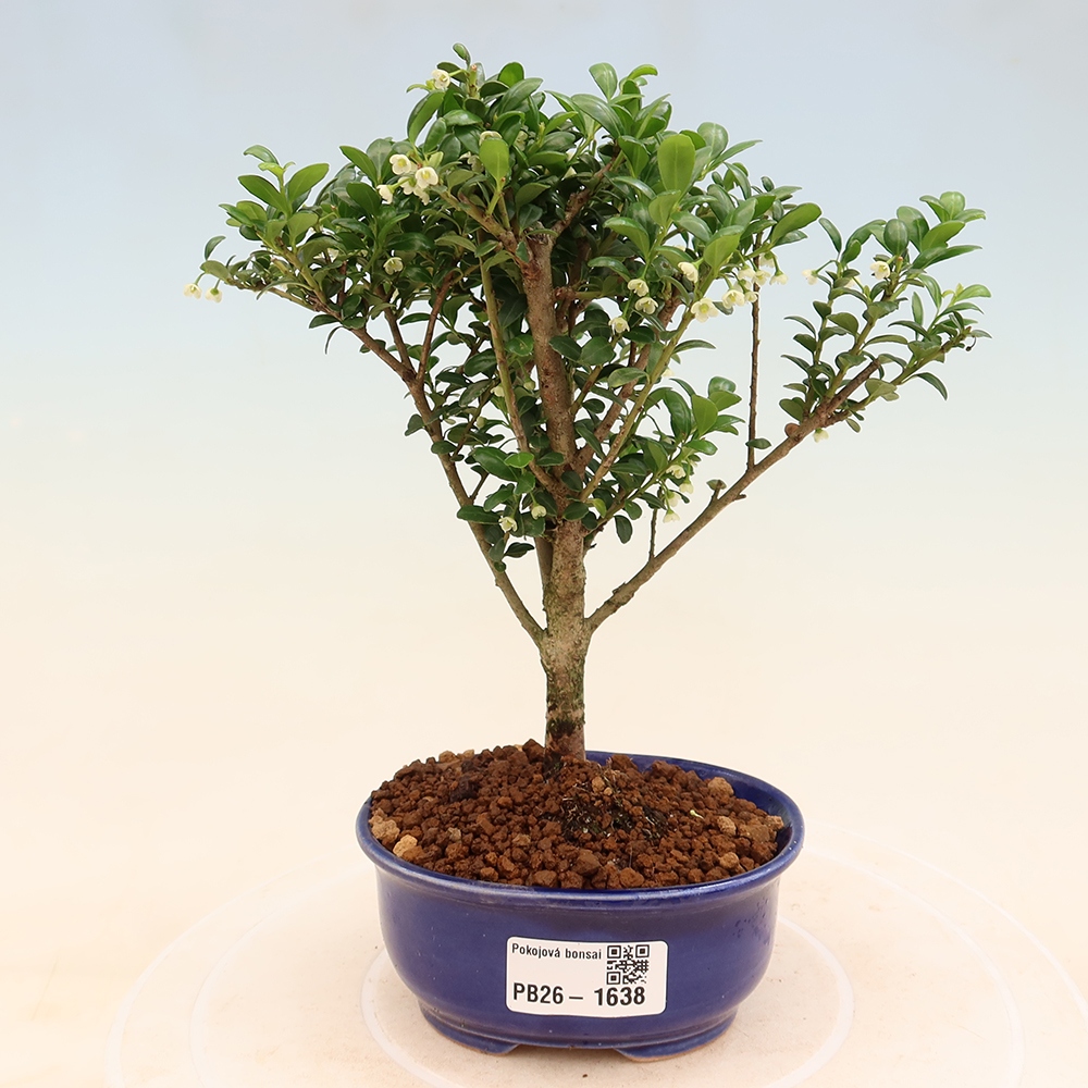 Izbový bonsaj - Ilex crenata - Cesmína