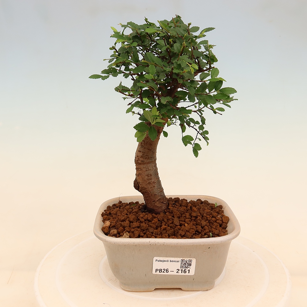 Izbový bonsaj - Ulmus parvifolia - brest malolistý