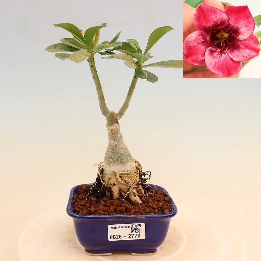 Izba bonsai – Adenium obesum, štepené Mumbai Pink Diamond – Púštna ruža