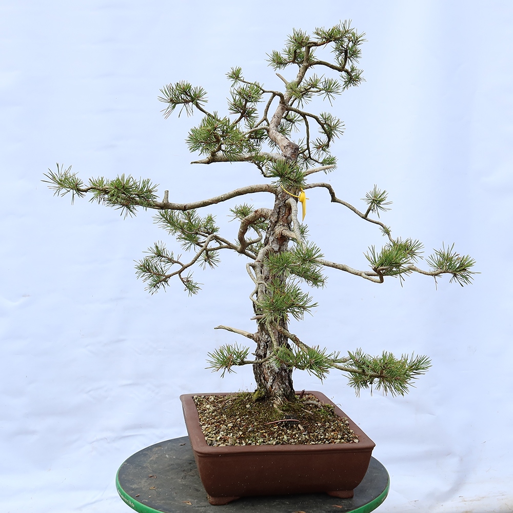 Pinus sylvestris Španielsko – borovica lesná