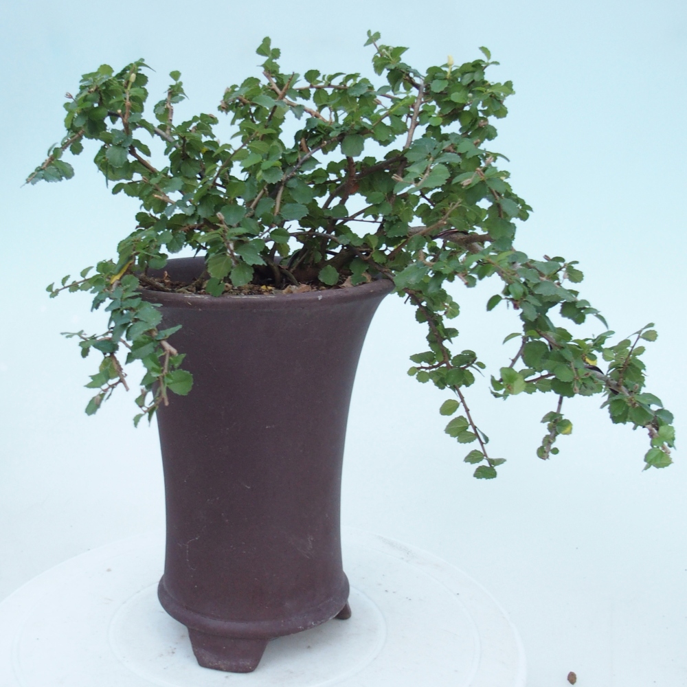 Izbový bonsaj - Grewia sp. - Grewia malafolia