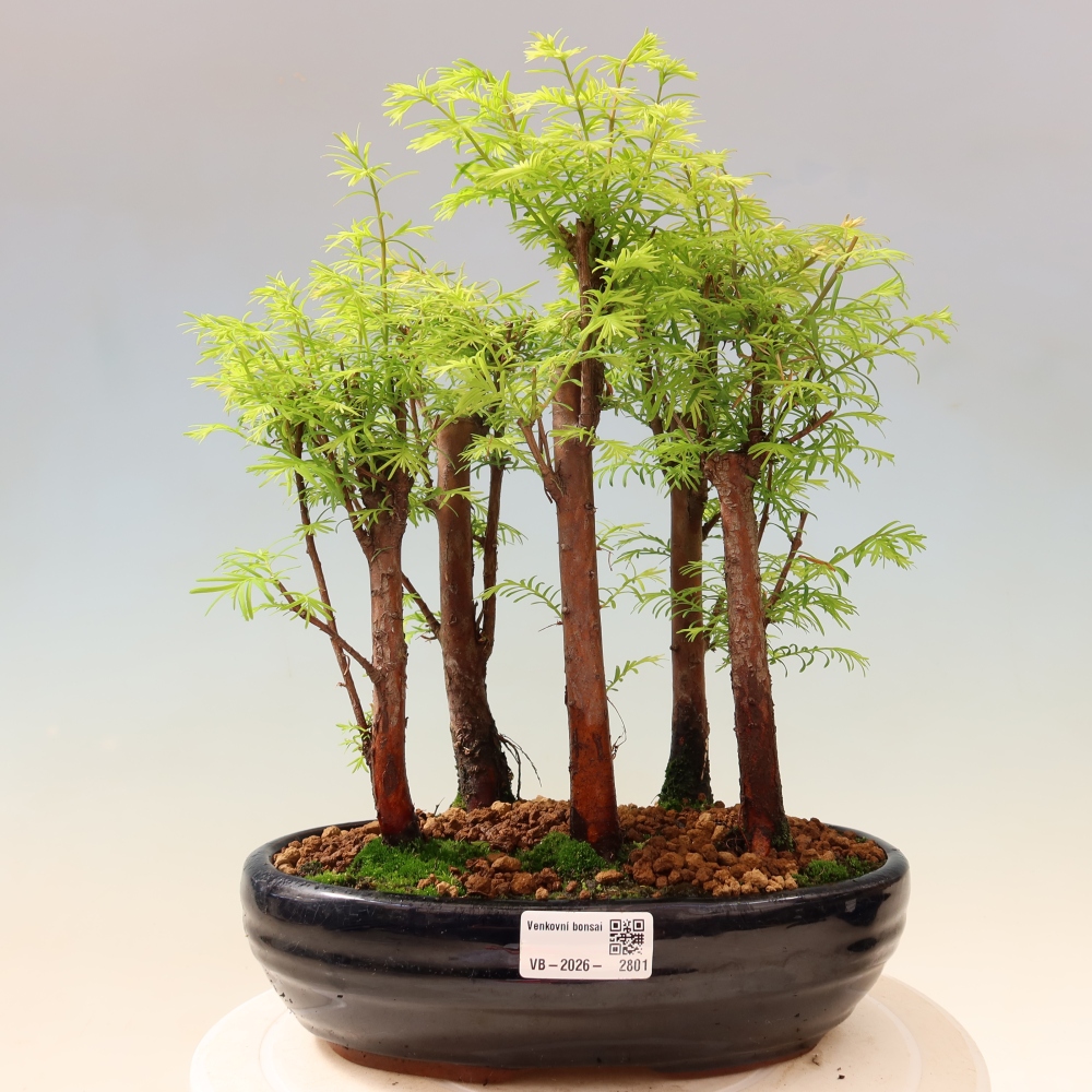 Vonkajší bonsai – Metasequoia glyptostroboides – čínska metasekvoja – hájik