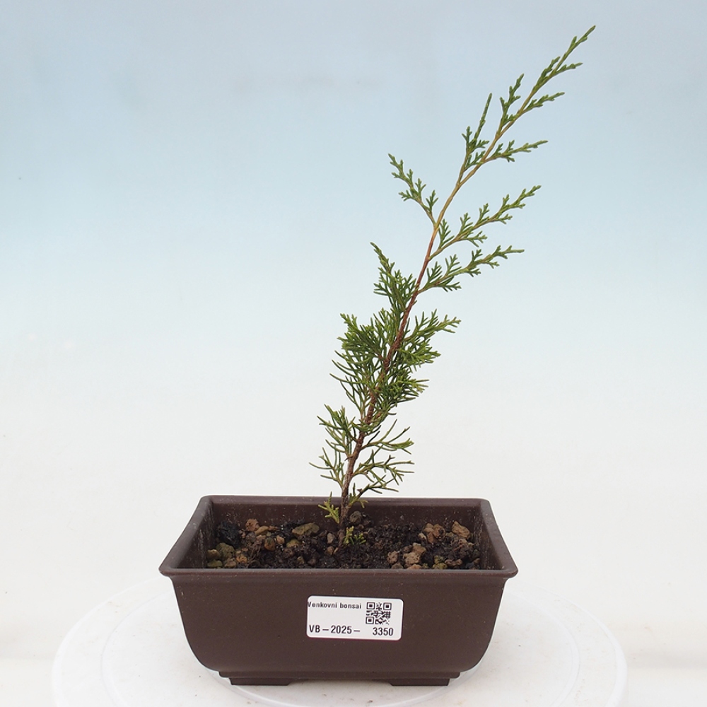 Vonkajší bonsai - Juniperus chinensis Itoigawa -Jalovec čínsky