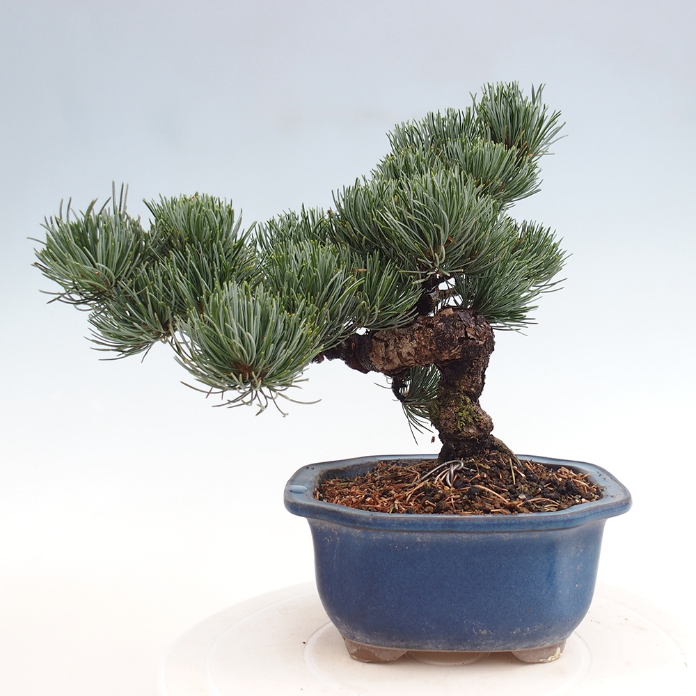 Vonkajšie bonsai - Pinus parviflora - Borovica drobnokvetá
