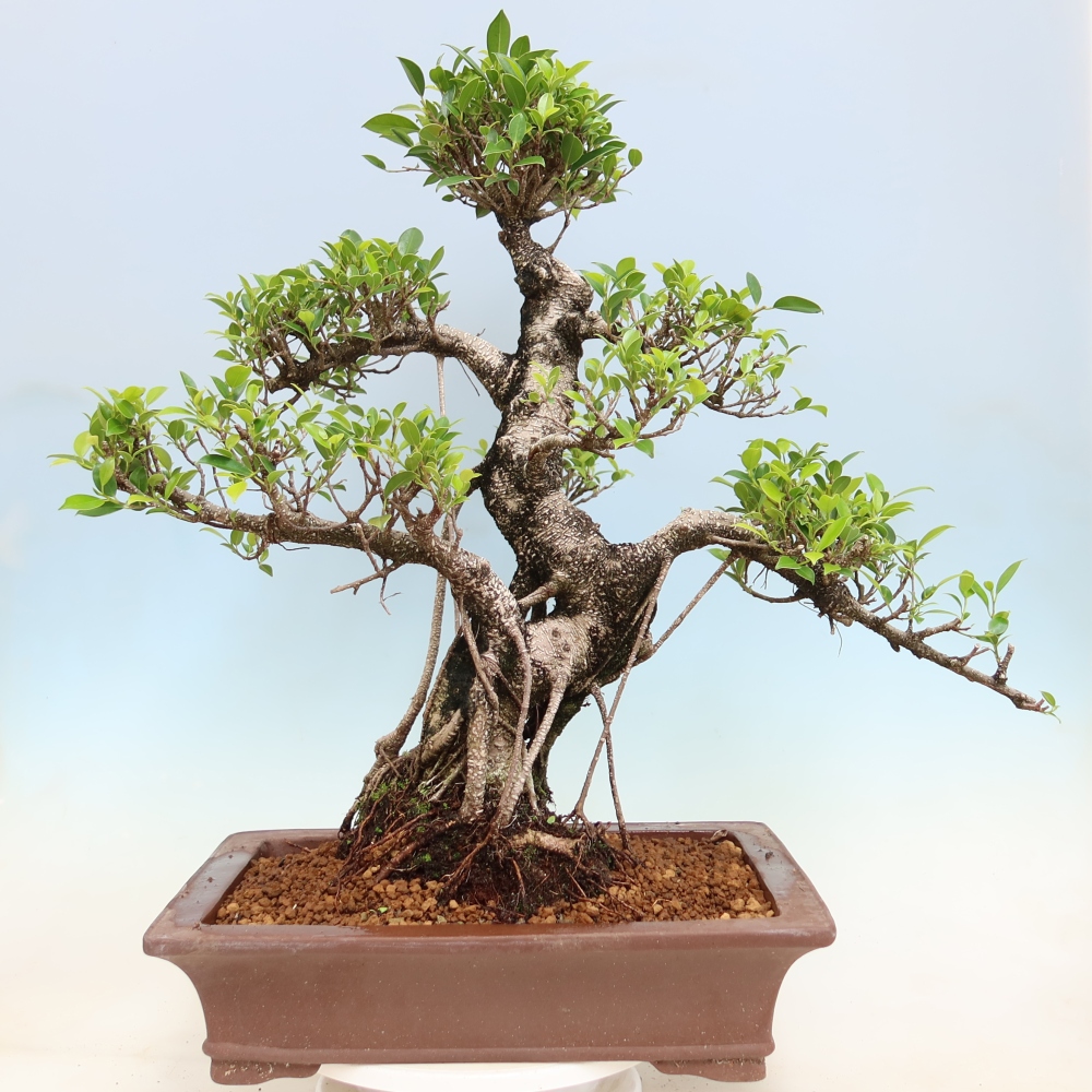 Izbové bonsaje - Ficus kimmen - drobnolistý fikus