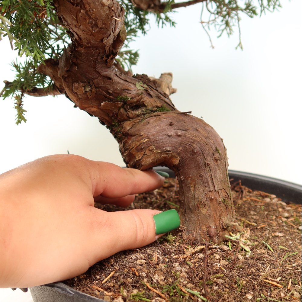 Vonkajší bonsai – Juniperus chinensis Itoigawa – čínsky jalovec