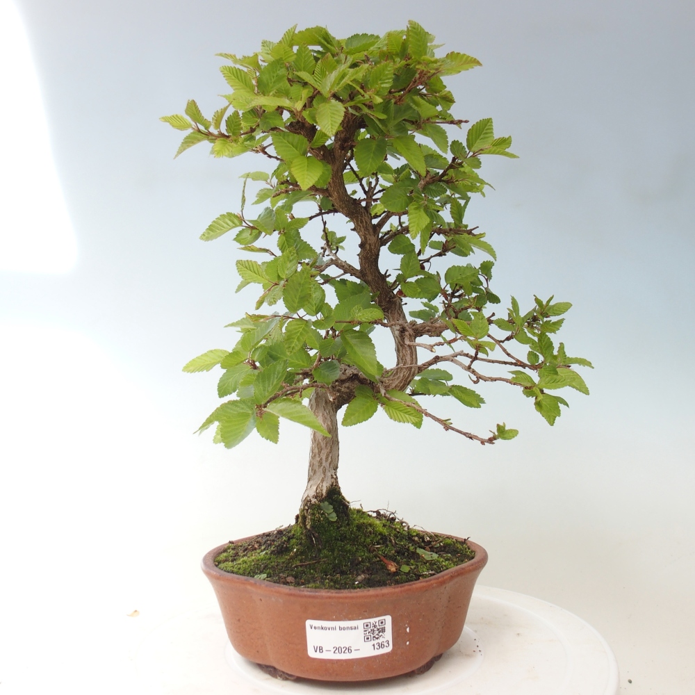 Vonkajšie bonsaje -Carpinus CARPINOIDES - Hrab kórejský