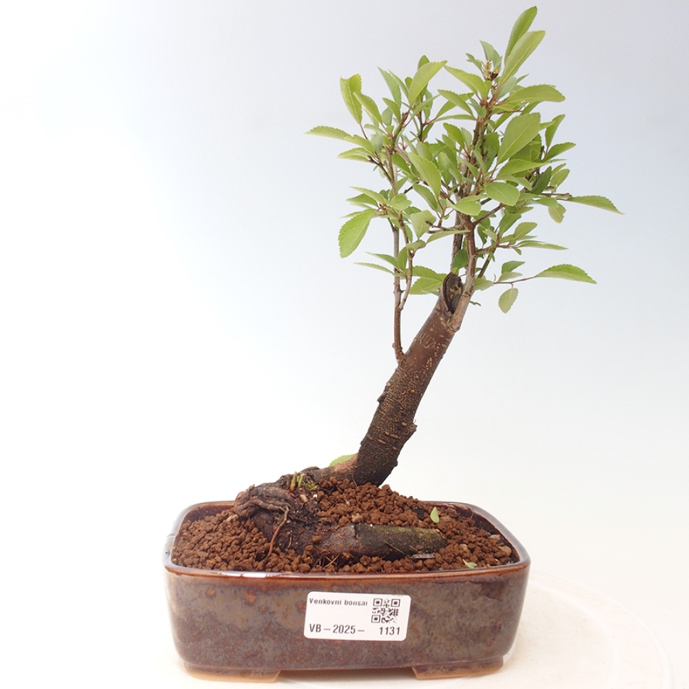 Vonkajšie bonsai - Prunus spinosa - trnka
