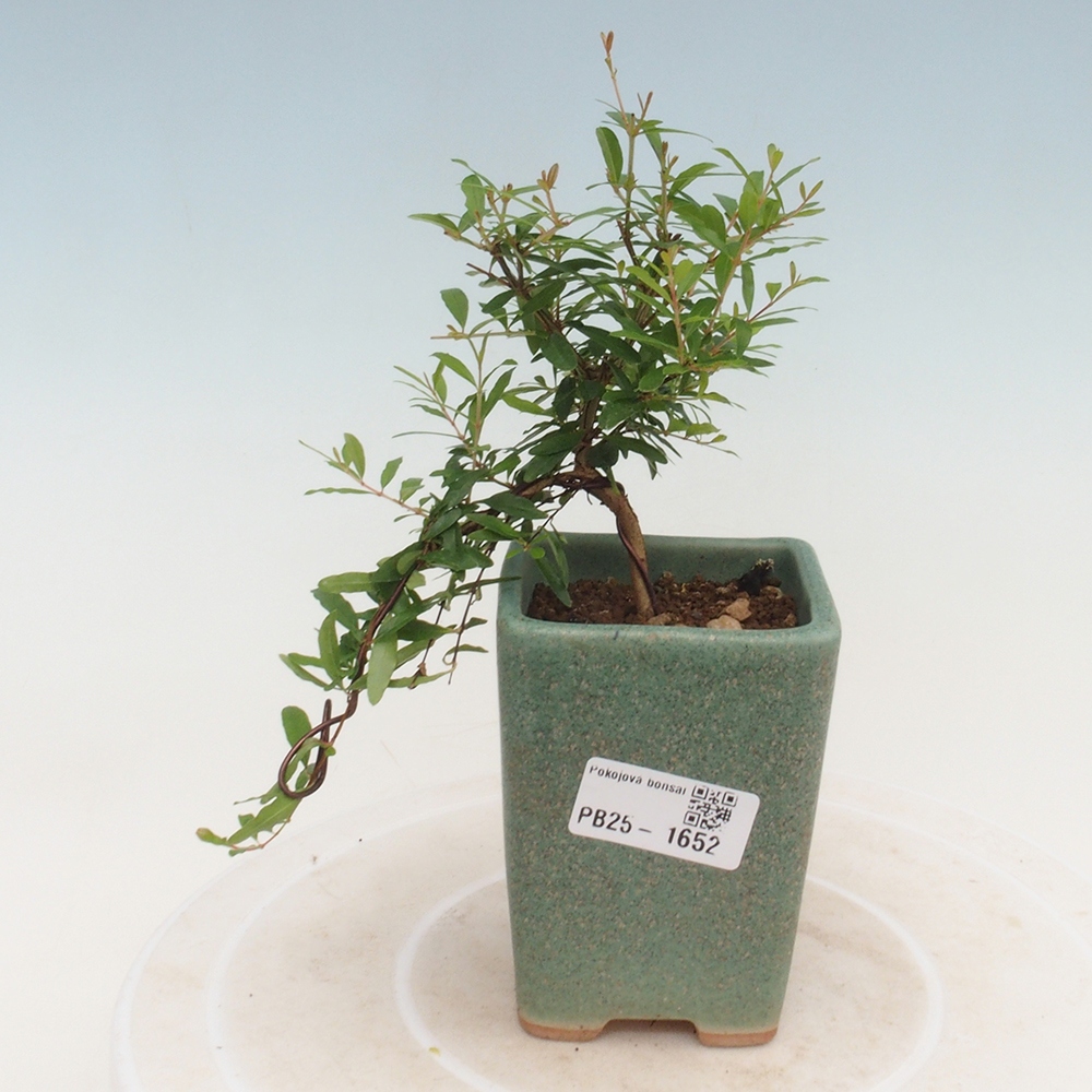 Izbová bonsai-Punic granatum -Granátové jablko