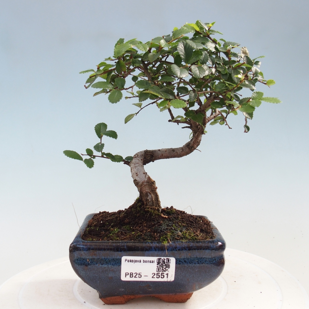 Izbová bonsai - Ulmus parvifolia - Malolistý jilm