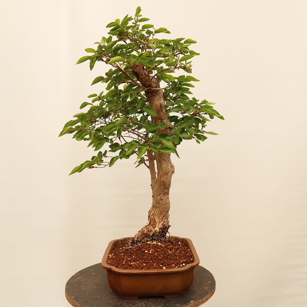 Vonkajší bonsai -Carpinus Coreana - Hrab kórejský