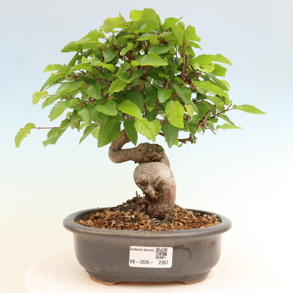 Vonkajší bonsaj -Carpinus coreana - Hrab kórejský