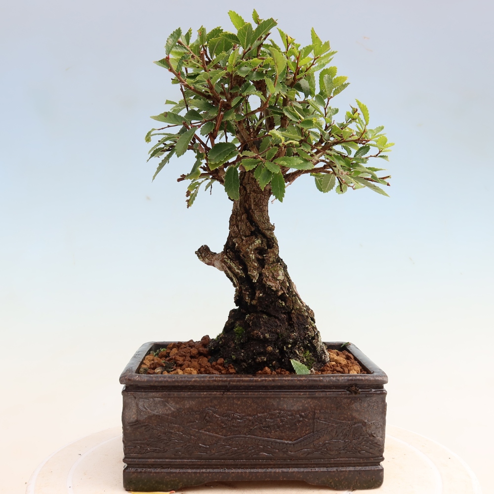 Vonkajšie bonsaje - Zelkova - Zelkova NIRE