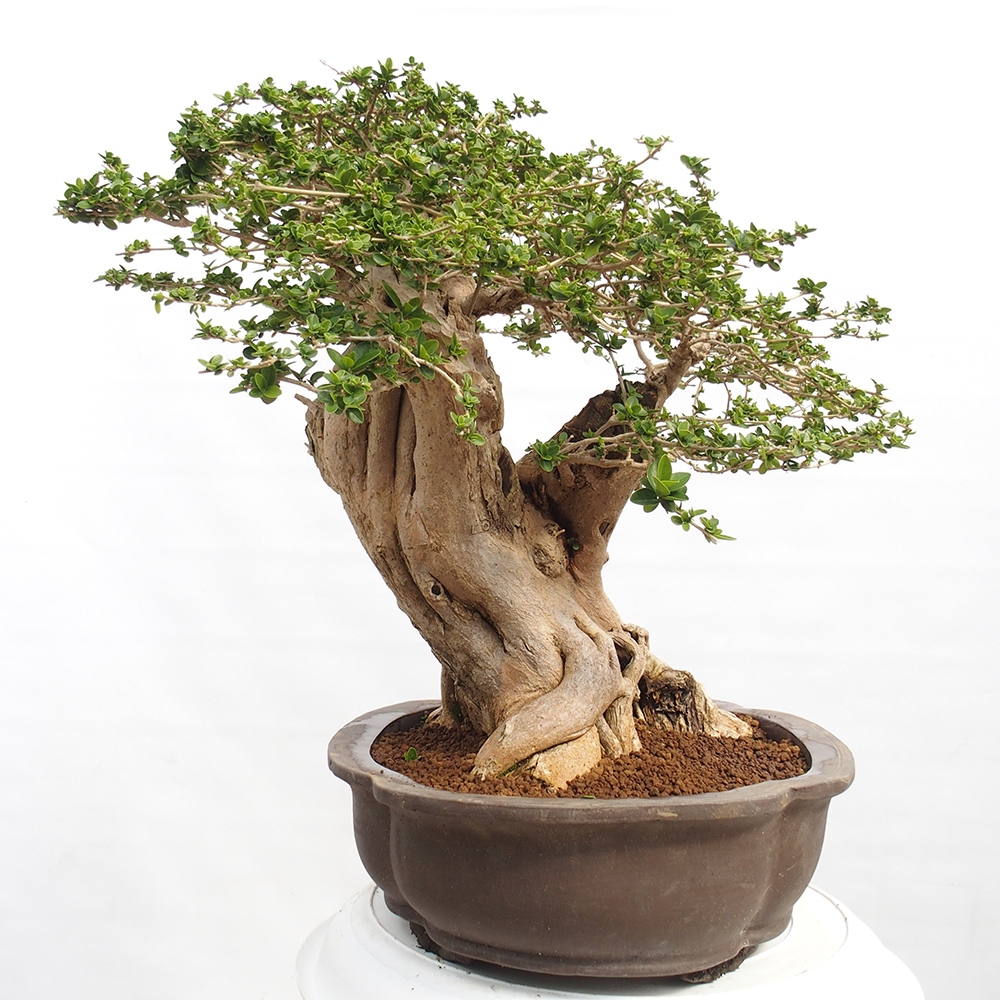 Izbová bonsai - Premna serratifolia - Kozlovoň malolistá