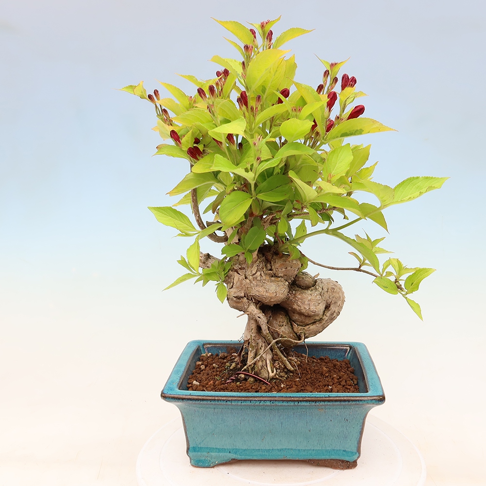Vonkajší bonsai – Weigela subsessilis – vajgélia kórejská
