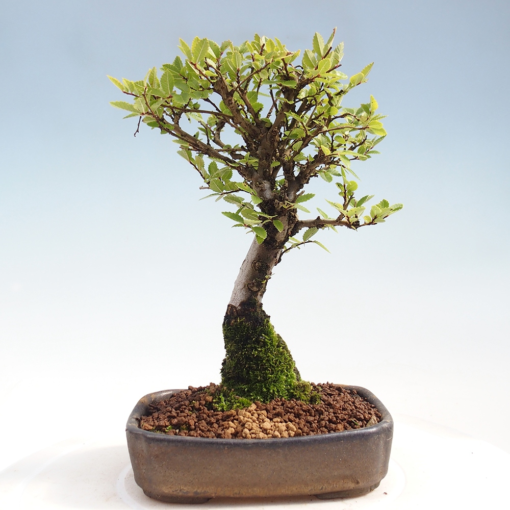 Vonkajšie bonsai - Zelkova - Zelkova Nirom