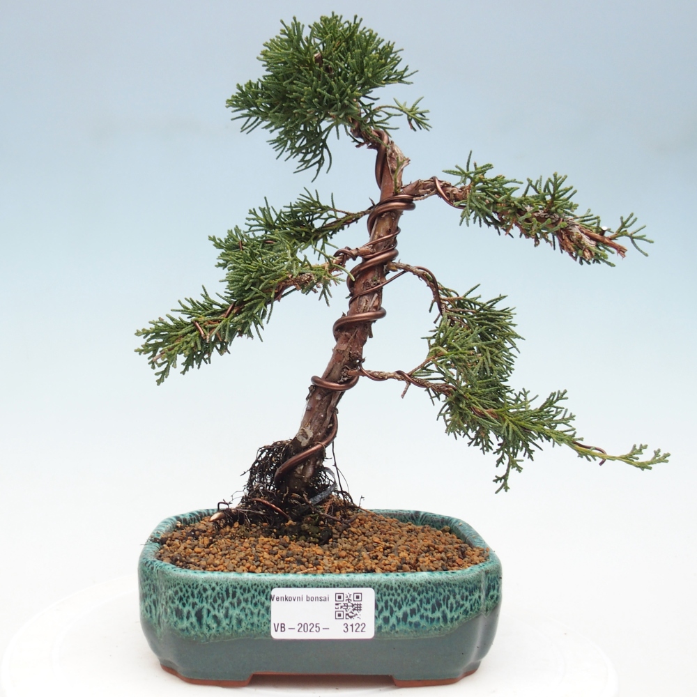 Vonkajší bonsai - Juniperus chinensis Kishu -Jalovec čínsky