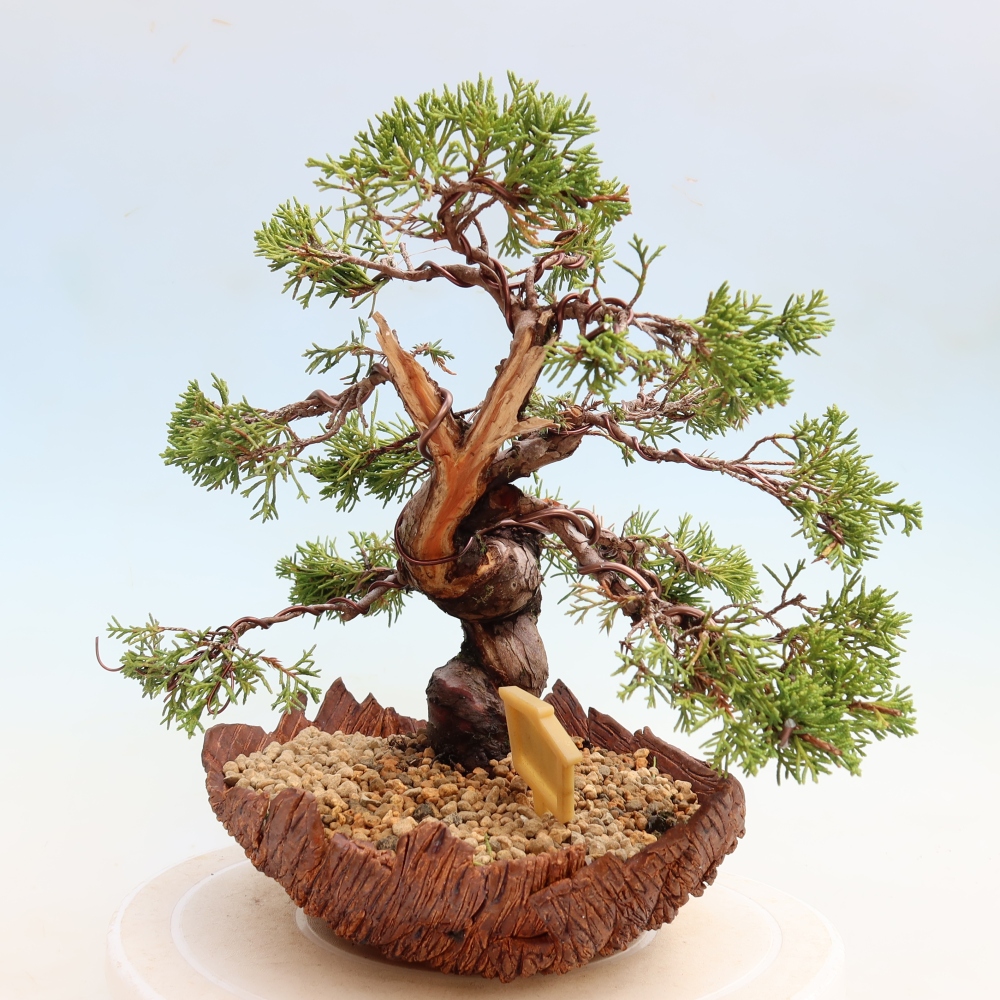 Vonkajší bonsai – Juniperus chinensis Itoigawa – čínsky jalovec