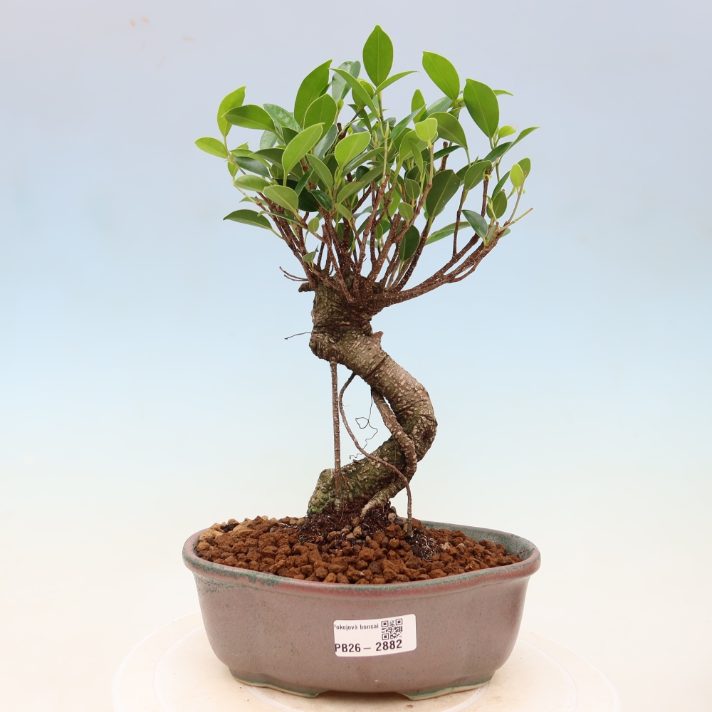 Izbové bonsaje - Ficus kimmen - drobnolistý fikus