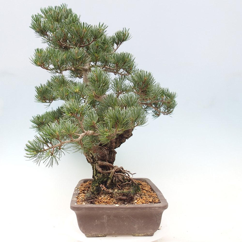 Vonkajšie bonsaje - Pinus parviflora - Pinus parviflora
