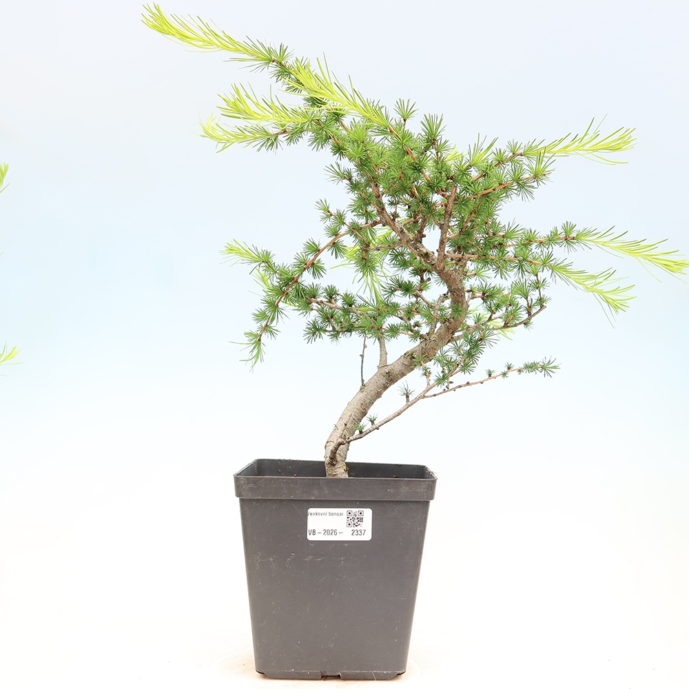 Vonkajšie bonsaje -Larix decidua - Smrekovec