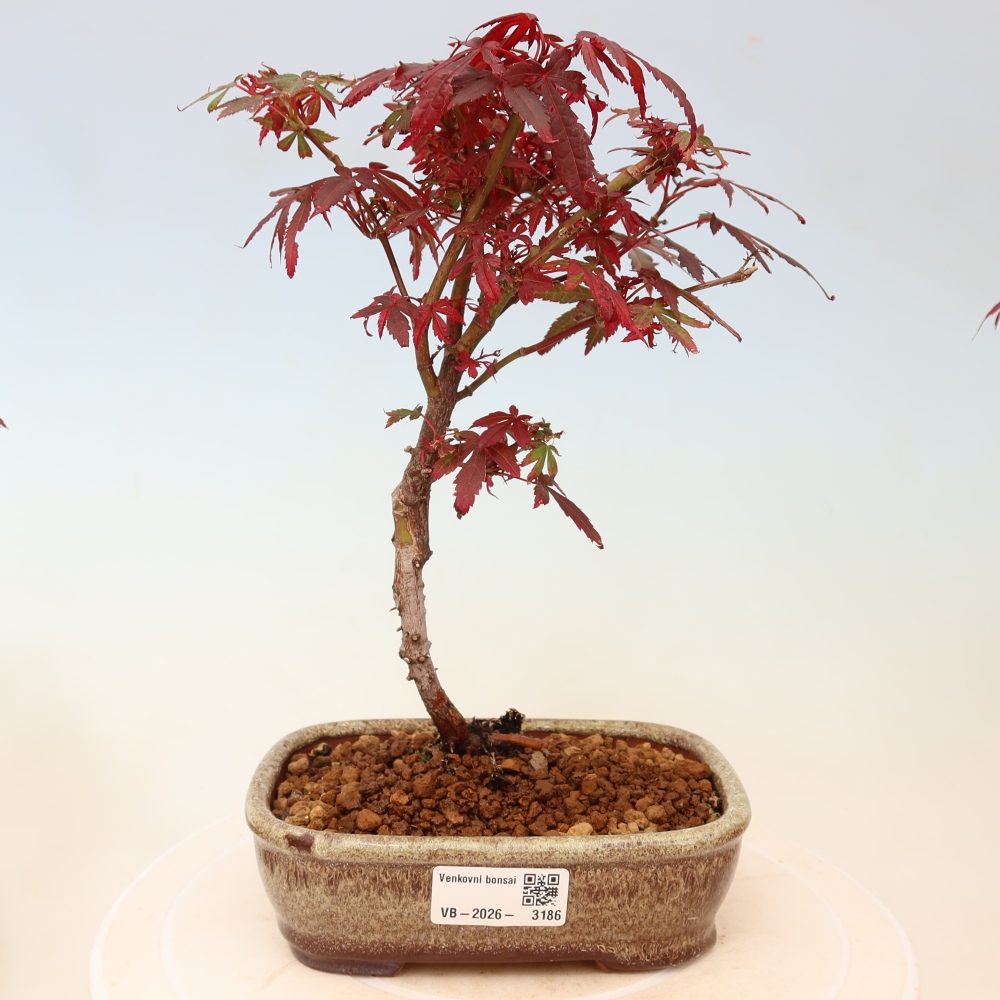 Vonkajší bonsai – javor dlaňolistý – Acer palmatum Berry Broom 
