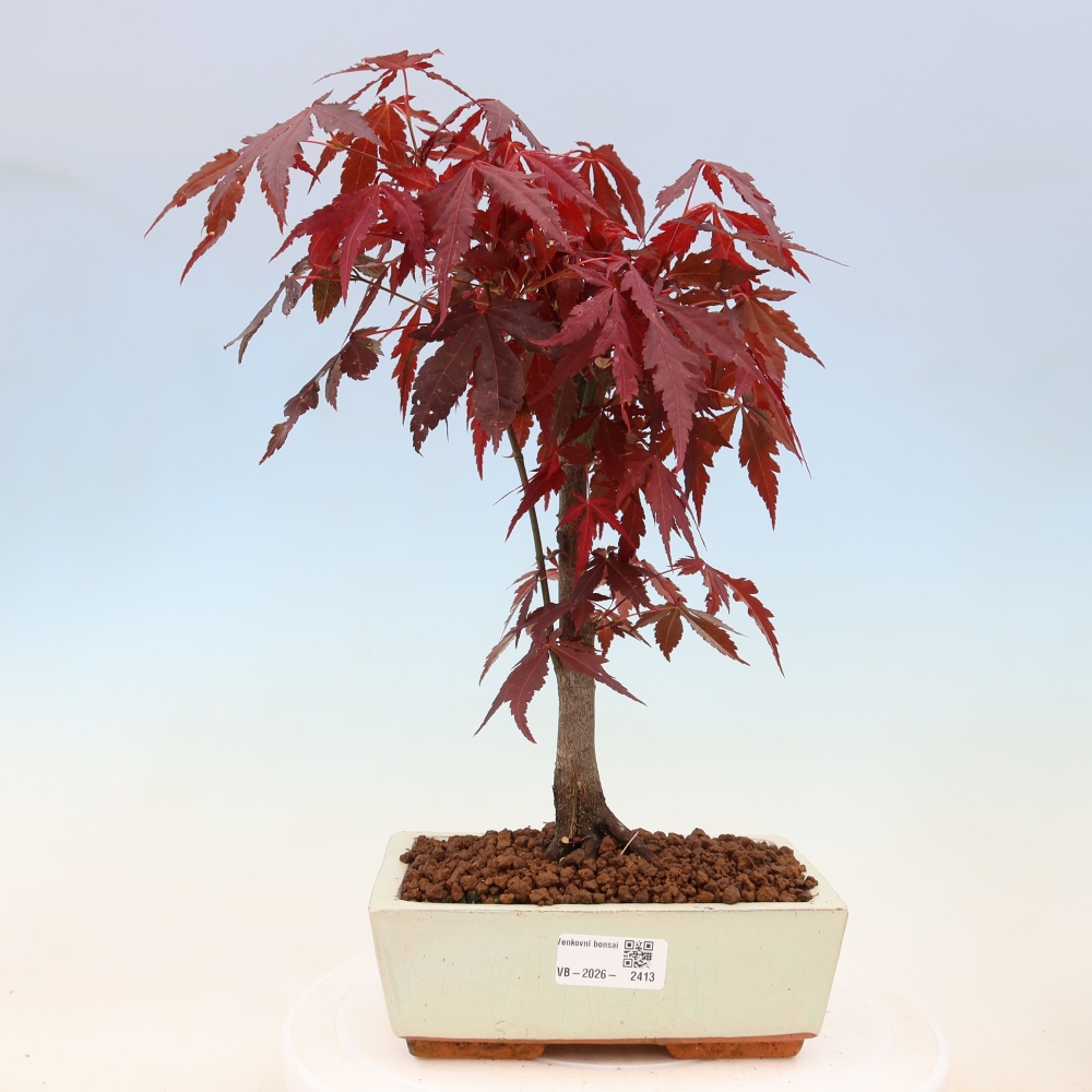 Vonkajšia bonsaj - palma Acer. Atropurpureum-Javor palmový