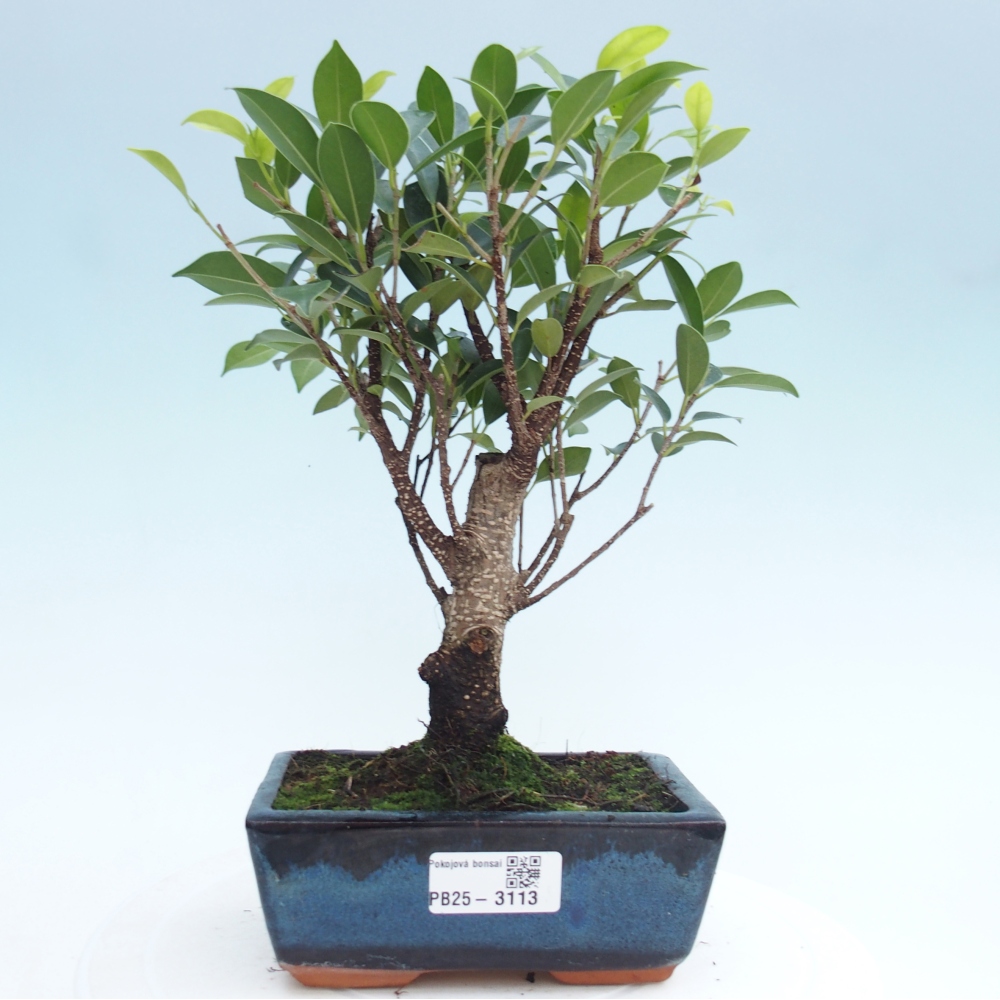 Izbová bonsai - Ficus retusa - malolistý fikus