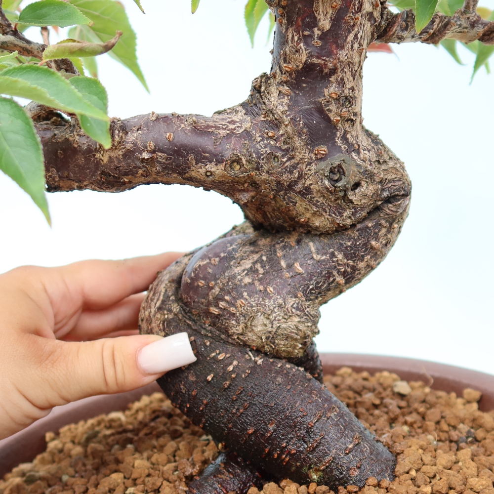 Vonkajšie bonsaje – Japonská marhuľa – Prunus Mume