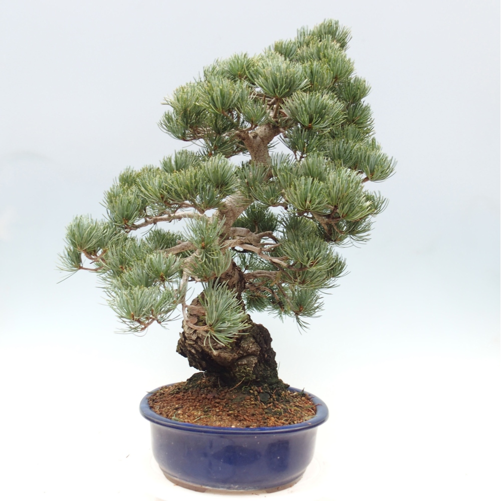 Vonkajšie bonsai - Pinus parviflora - Borovica drobnokvetá