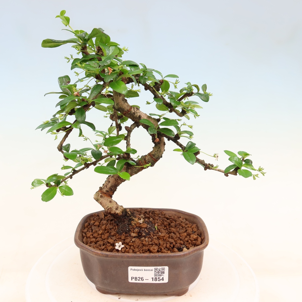 Izbové bonsaje - Carmona macrophylla - Tea fuki