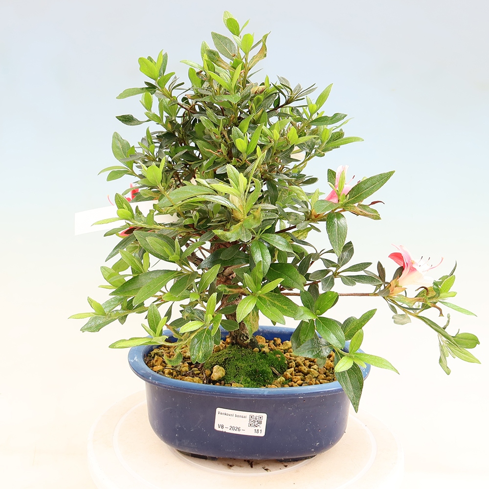 Vonkajšie bonsaje - Japonské azalky - Azalea Senhime