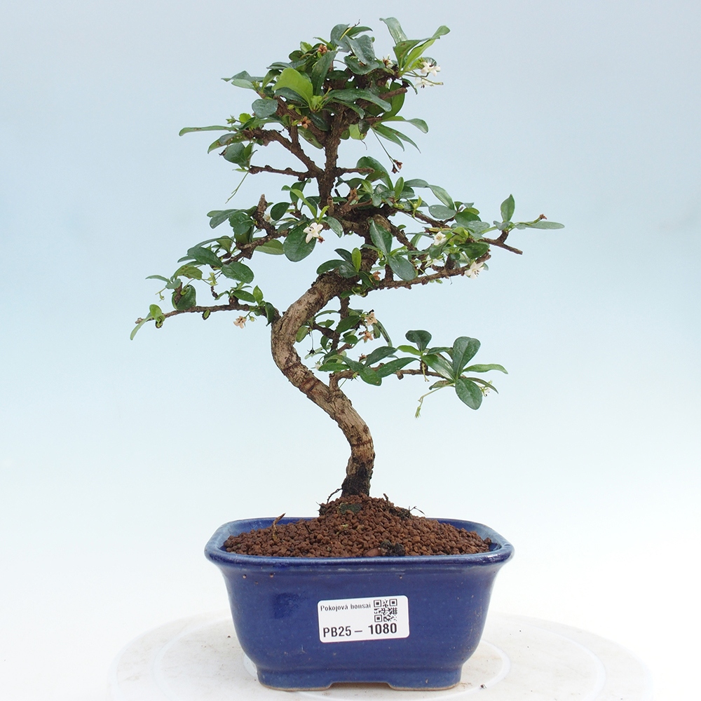 Izbová bonsai - Carmona macrophylla - Čaj fuki