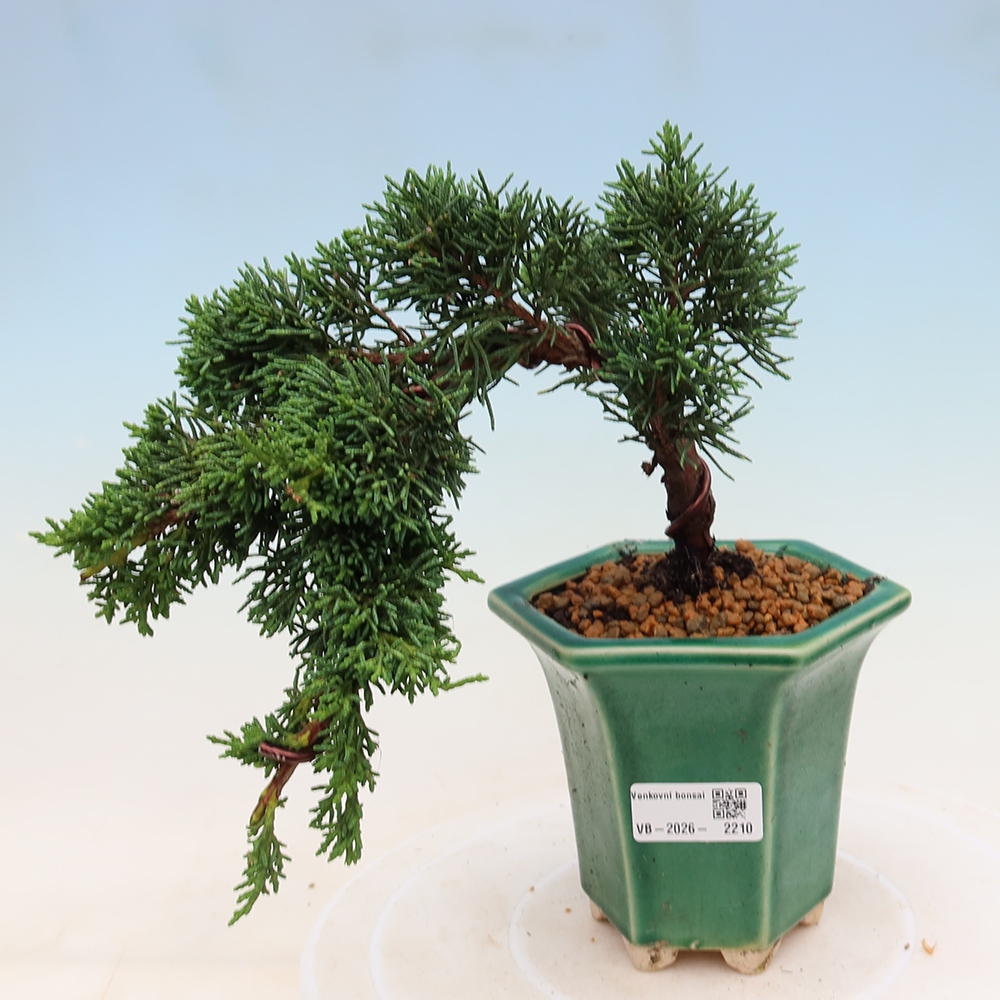 Vonkajší bonsaj - Juniperus chinensis Kishu