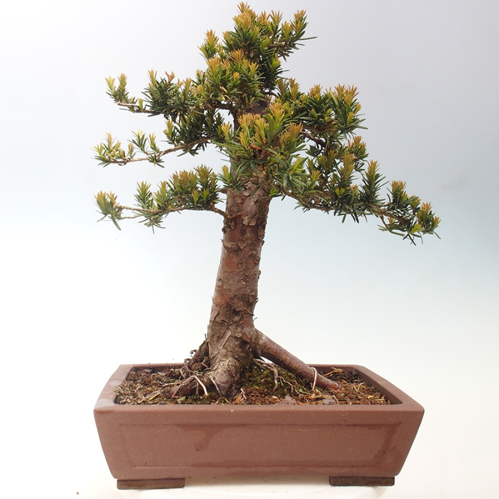 Vonkajší bonsai - Taxus cuspidata - Tis japonský