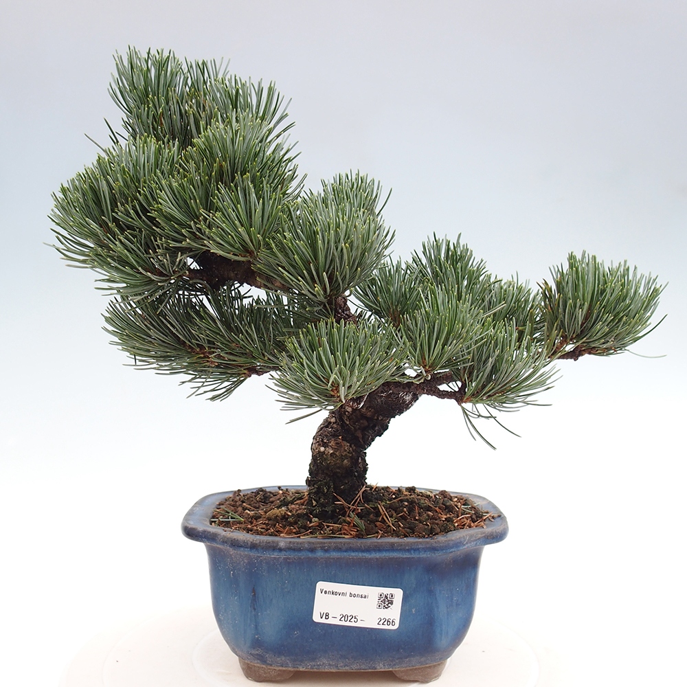 Vonkajšie bonsai - Pinus parviflora - Borovica drobnokvetá
