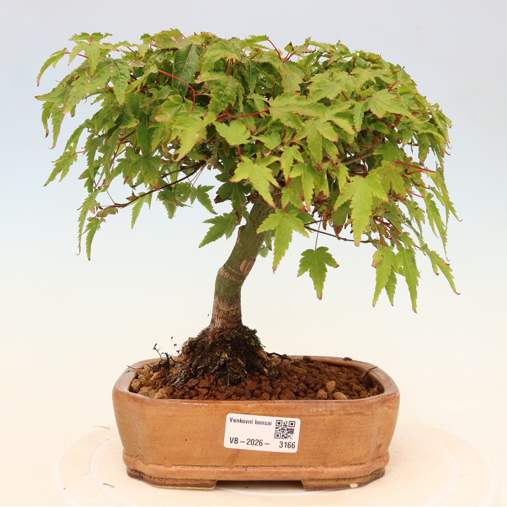 Acer palmatum KIOHIME - Javor palmetový