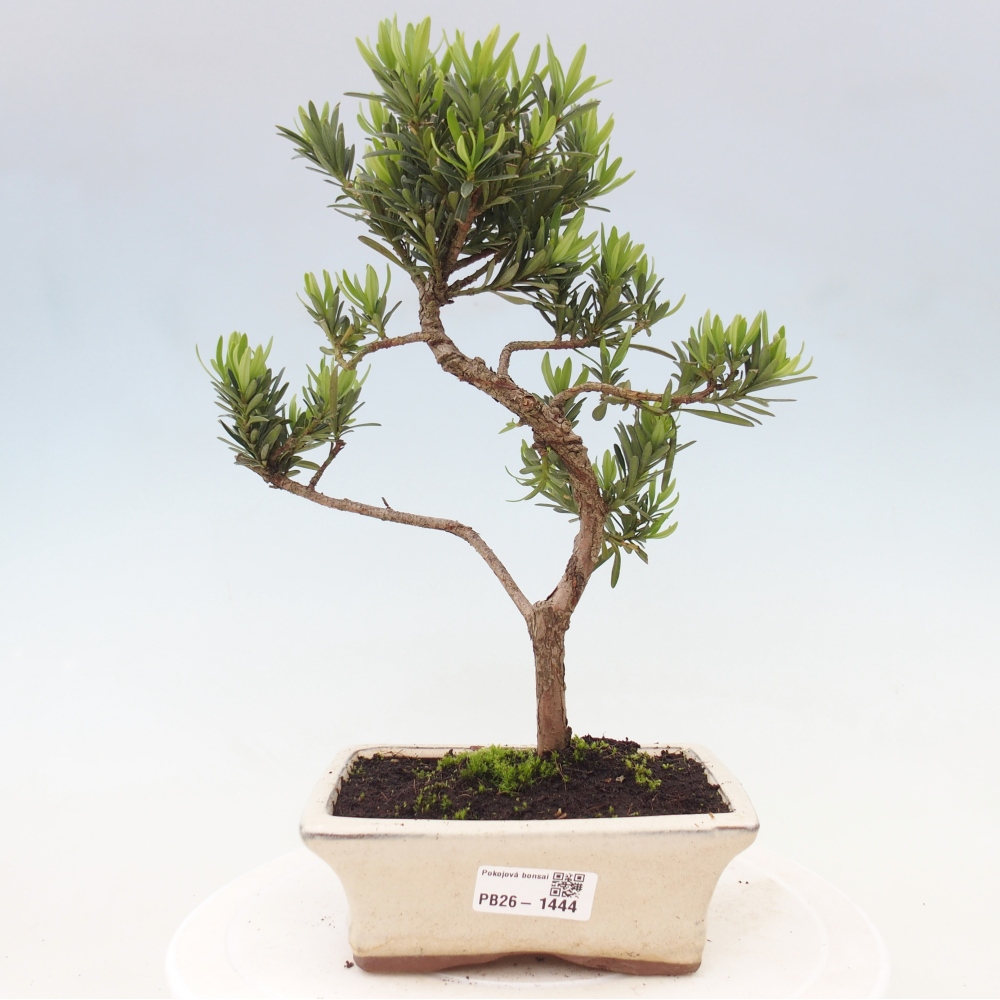 Izbové bonsaje - Podocarpus - Kamenný tis