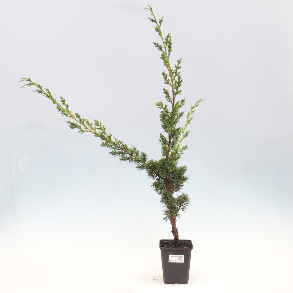 Vonkajší bonsaj - Juniperus chinensis Kishu