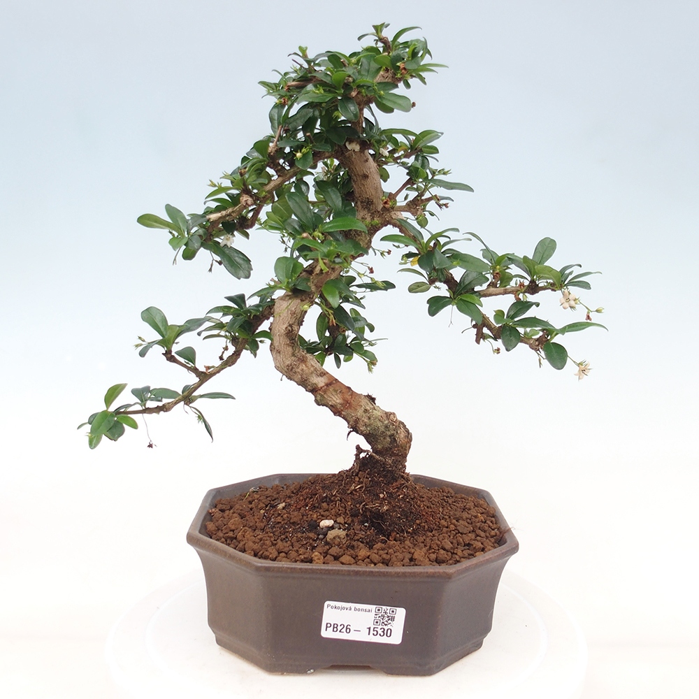 Izbové bonsaje - Carmona macrophylla - Tea fuki