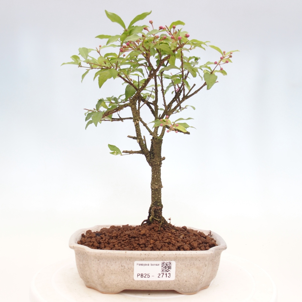 Izbová bonsai - Malpighia coccigera- Barbdorská čerešňa