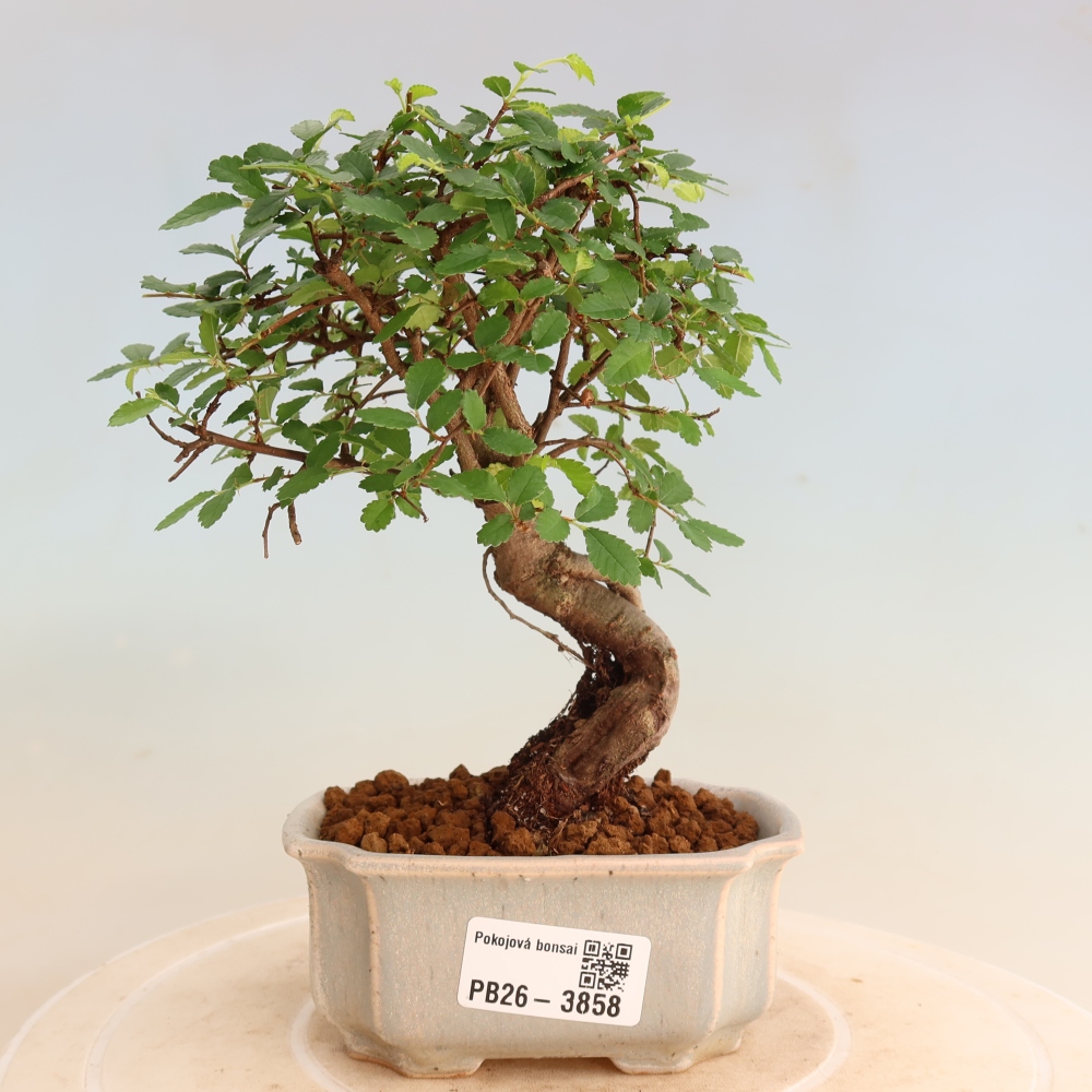 Izbový bonsaj - Ulmus parvifolia - brest malolistý